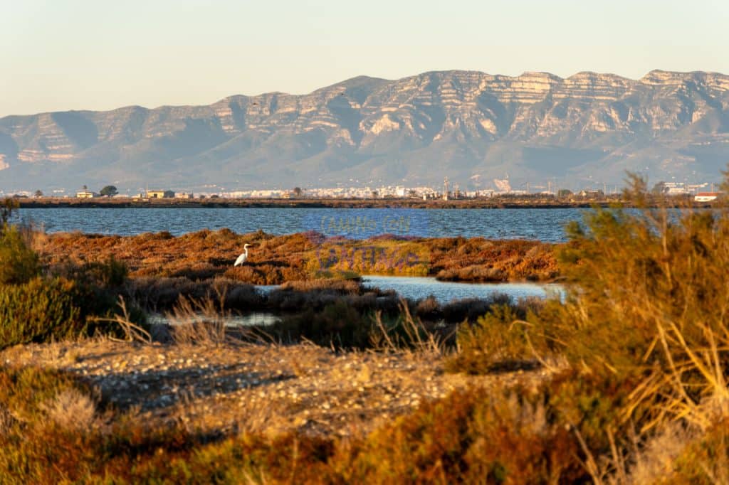 Delta de l'Ebre