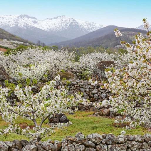 Valle del Jerte